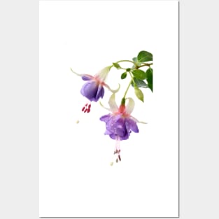 Fuchsia 'Prince George' Posters and Art